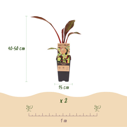 Musa ensete Maurelli. Schéma d'une plante de bananier rouge et vert indiquant une hauteur de 40-50 cm, un pot de 15 cm et une suggestion d'e