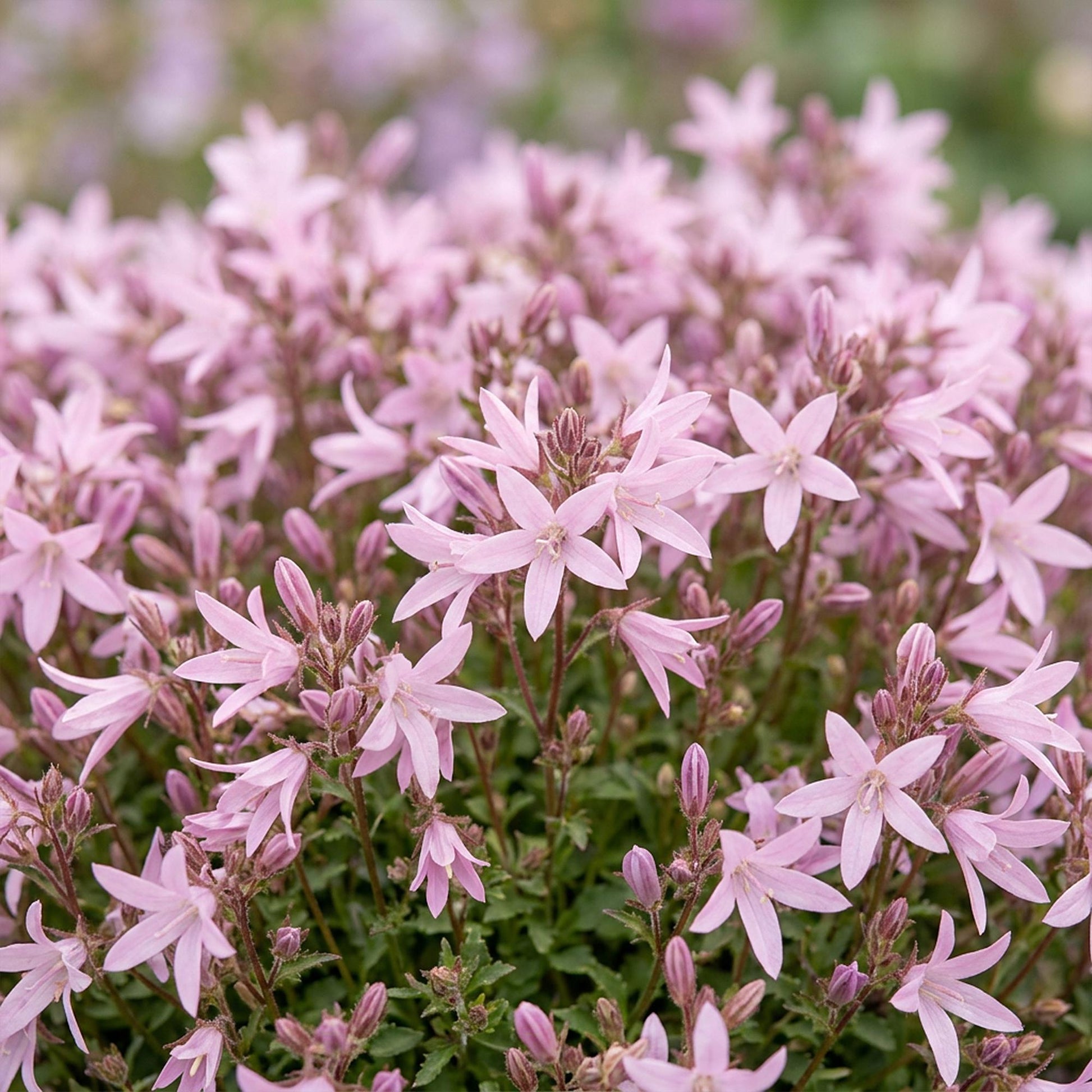 Campanula posch. Lisduggan Variety. Gros plan sur des fleurs de campanule rose pâle délicates, formant un tapis floral dense.