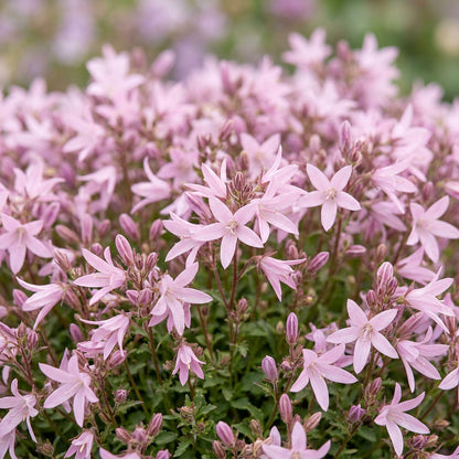 Campanula posch. Lisduggan Variety. Gros plan sur des fleurs de campanule rose pâle délicates, formant un tapis floral dense.