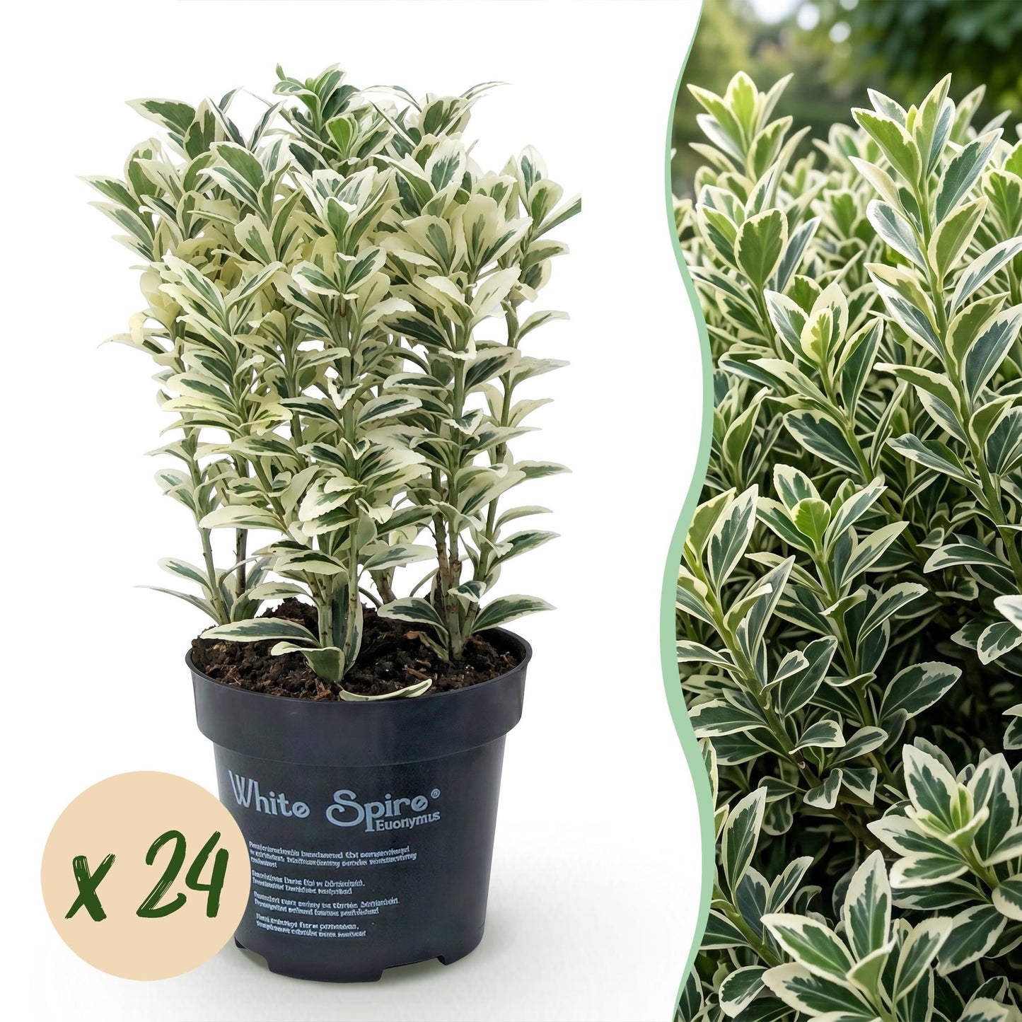 Euonymus japonicus White Spire. Gros plan sur un pot contenant plusieurs plants au feuillage vert et blanc, avec une pastille 'x 24'.