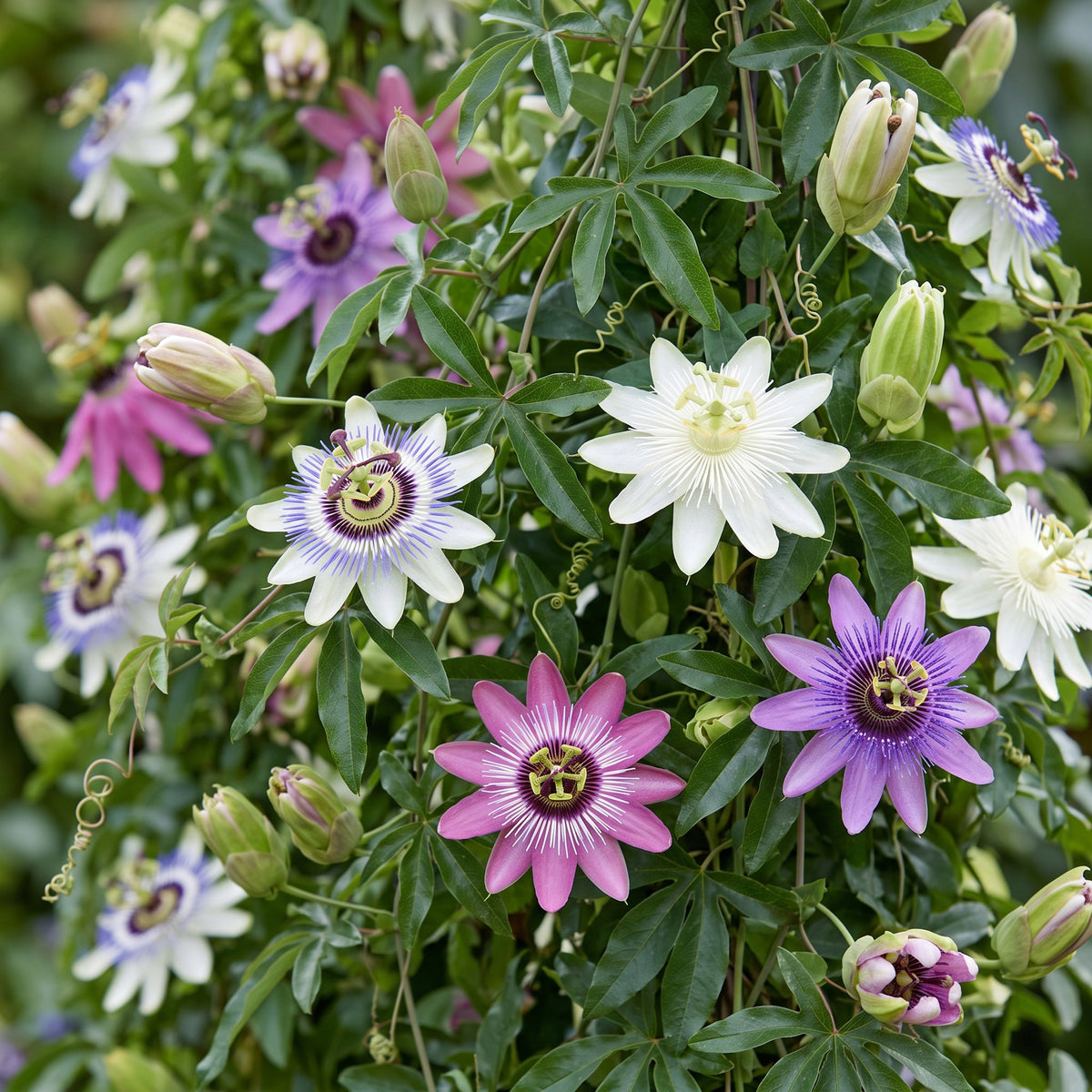 Passiflore Rainbow en mélange de couleurs (Passiflora) - grimpantes fleuries