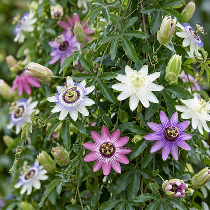 Passiflore Rainbow en mélange de couleurs (Passiflora) - grimpantes fleuries