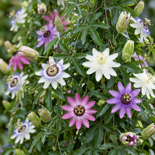 Passiflore Rainbow en mélange de couleurs (Passiflora) - grimpantes fleuries