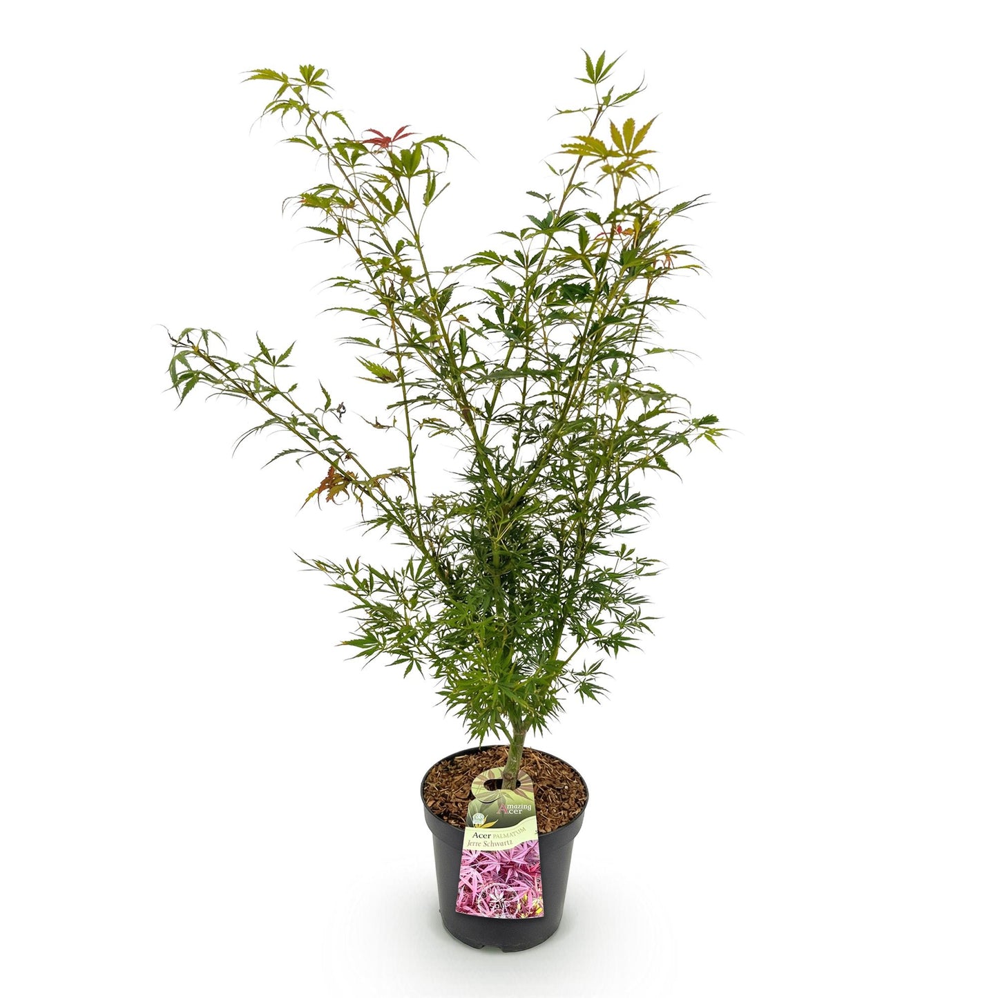 Acer palmatum Jerre Swarts, jeune érable japonais à feuillage vert clair, en pot noir sur fond blanc, prêt à planter pour une touche d'exoti
