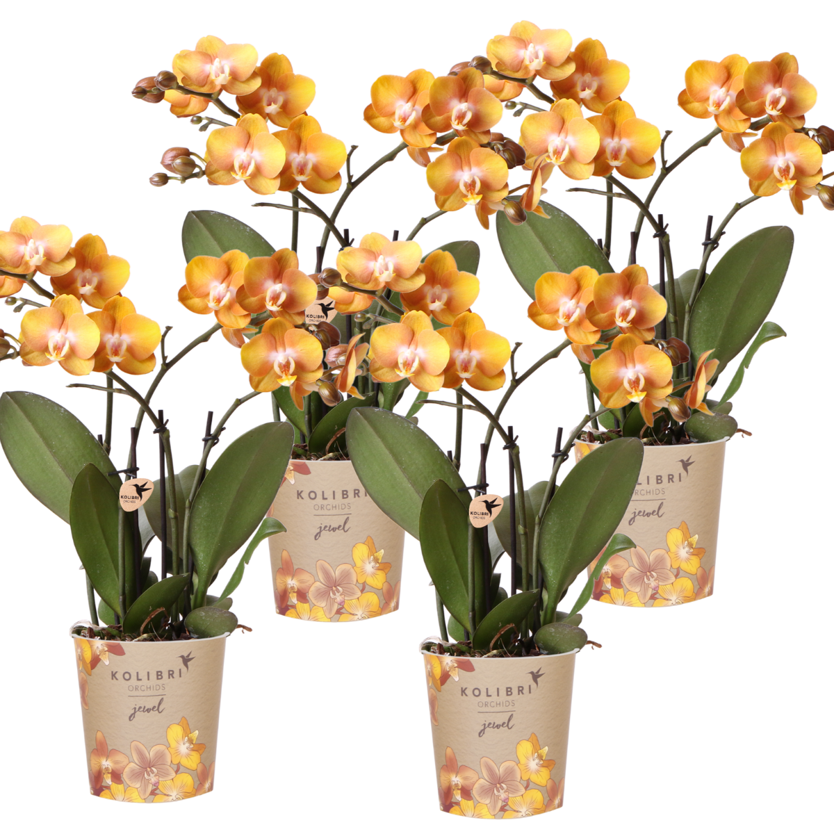 Lot de 4 orchidées Phalaenopsis 'Las Vegas' orange - Pot 12 cm