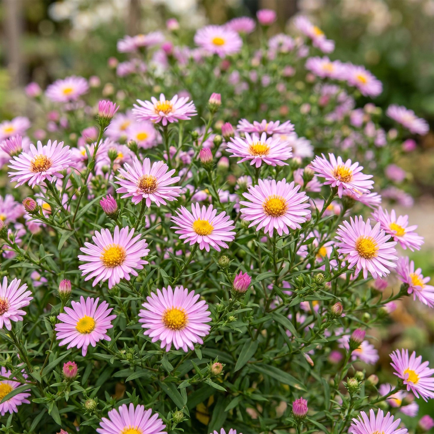 Aster Wood's Pink en fleurs, avec ses pétales roses et son cœur jaune vif, attirant les abeilles et les papillons dans un jardin verdoyant.