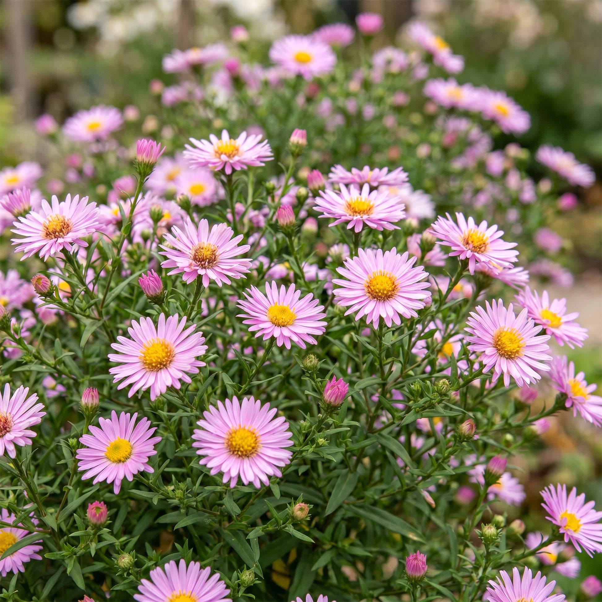 Aster Wood's Pink en fleurs, avec ses pétales roses et son cœur jaune vif, attirant les abeilles et les papillons dans un jardin verdoyant.