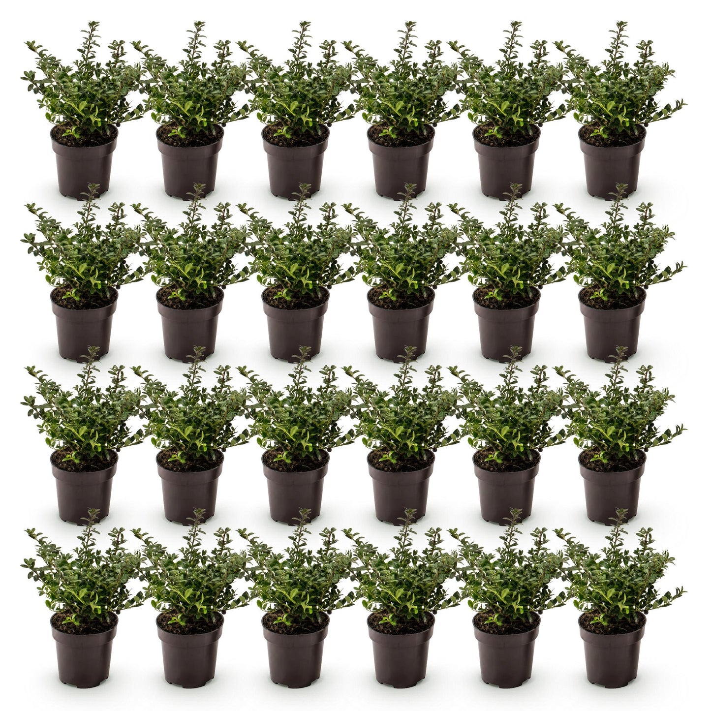Ilex crenata Stokes en pots sur fond blanc. Lot de jeunes plants de houx japonais persistants, prêts à être plantés en haie.