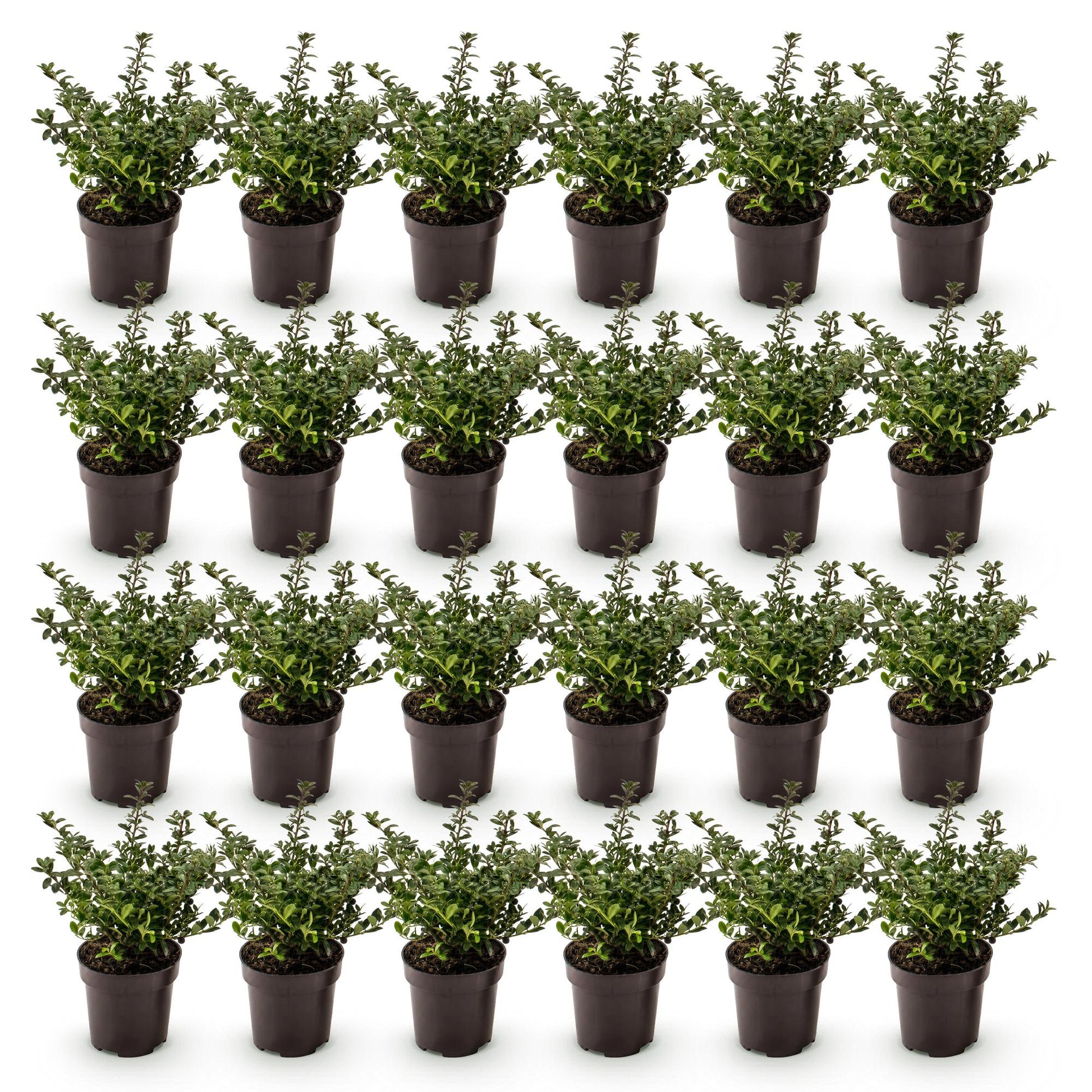Ilex crenata Stokes en pots sur fond blanc. Lot de jeunes plants de houx japonais persistants, prêts à être plantés en haie.