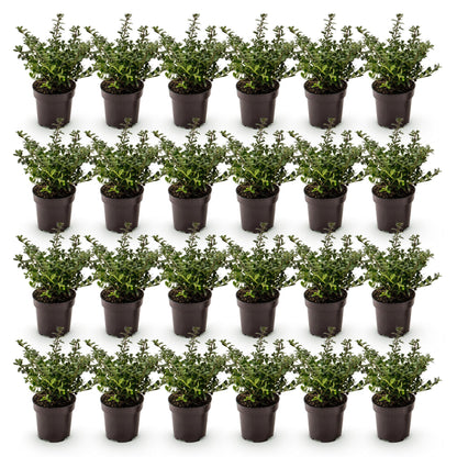 Ilex crenata Stokes en pots sur fond blanc. Lot de jeunes plants de houx japonais persistants, prêts à être plantés en haie.