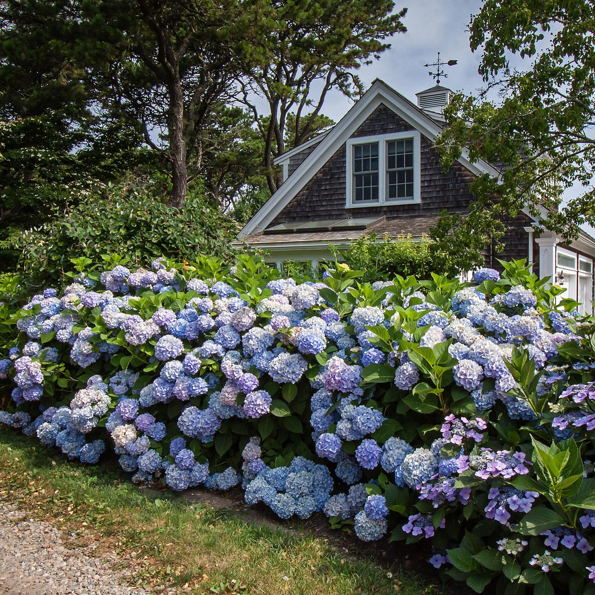 Hortensia 'The Original Blue' au jardin, Hydrangea macrophylla