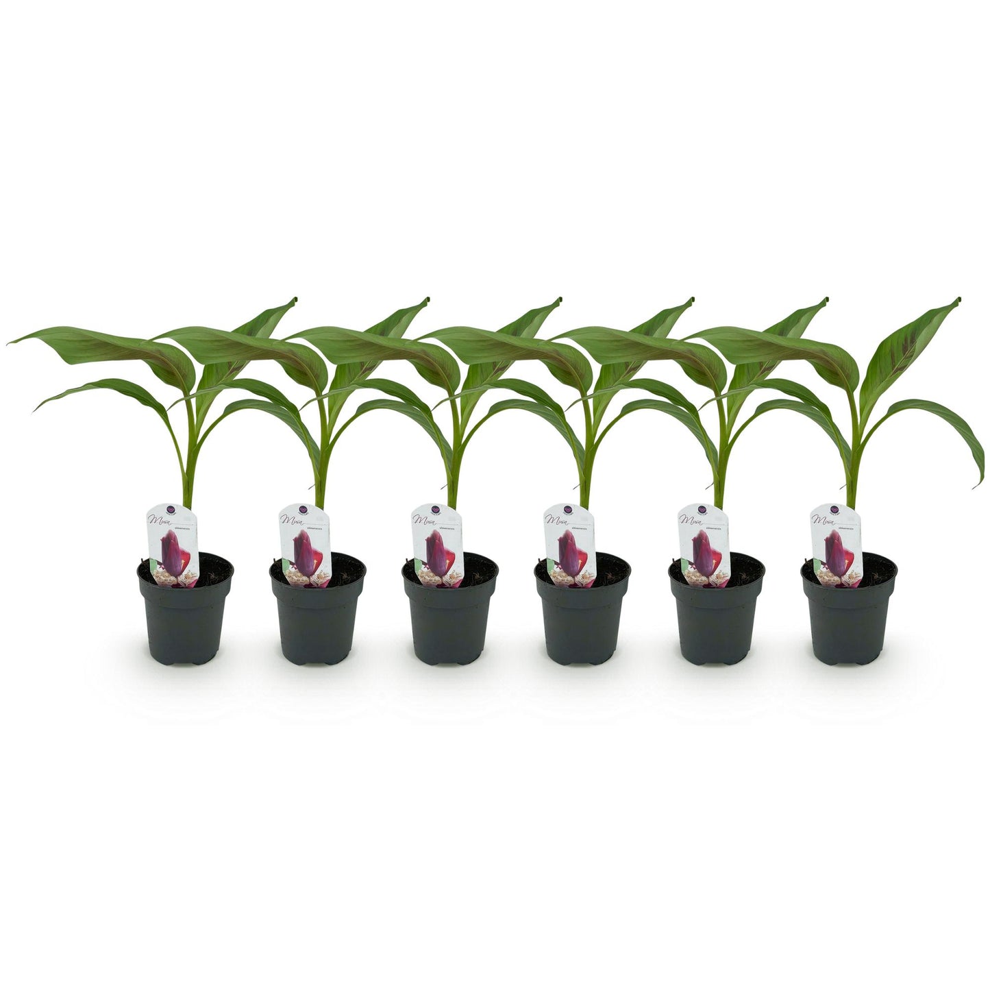 Musa sikkemensis Red Tiger, six jeunes bananiers d'extérieur en pots noirs alignés sur un fond blanc, prêts à être plantés.