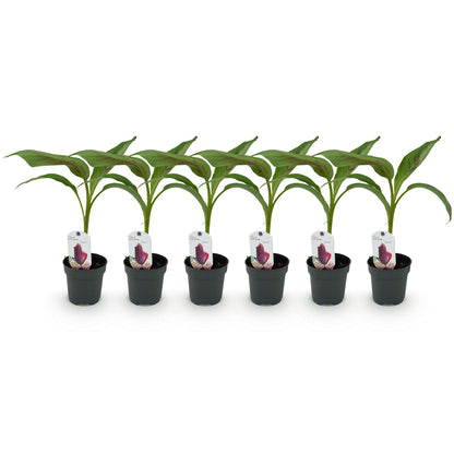 Musa sikkemensis Red Tiger, six jeunes bananiers d'extérieur en pots noirs alignés sur un fond blanc, prêts à être plantés.
