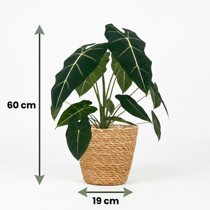 Plante d'intérieur - Oreille d'éléphant - Alocasia Frydek - Vert - Peu d'entretien - 1 Plante - avec Panier - Pot 19cm - Hauteur 60cm