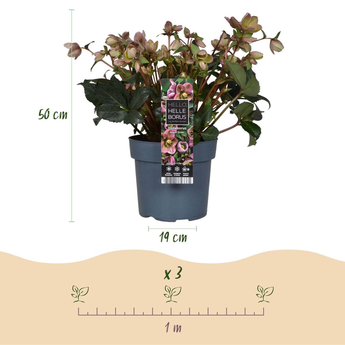 Dimensions de l'Hellébore 'Angel Glow' en pot de 19 cm