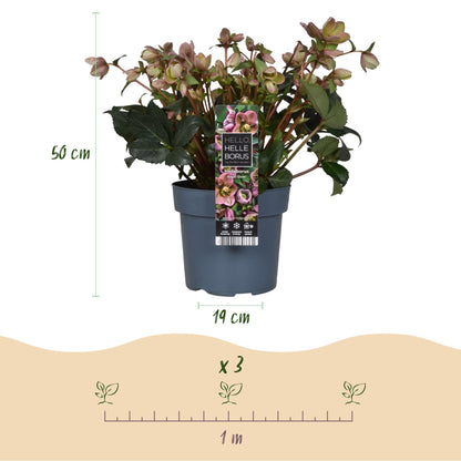 Dimensions de l'Hellébore 'Angel Glow' en pot de 19 cm