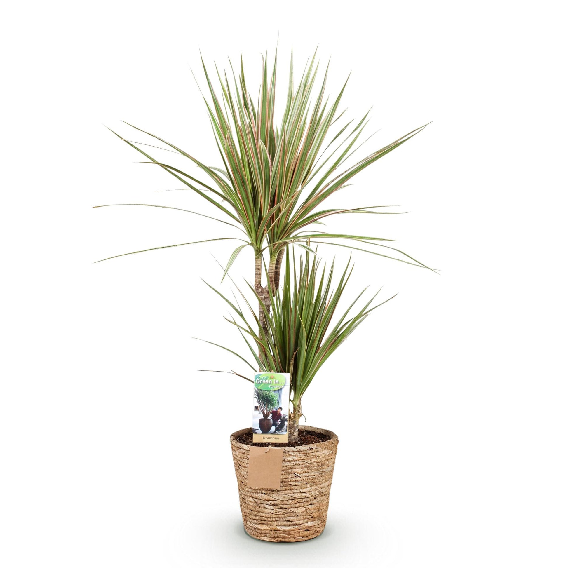 Plantes d'intérieur - Dracaena Marginata Bicolor - Dragonnier - Peu d'entretien - avec panier - Vert - marron - 1 Plante - Pot 17cm - Hauteur 70-75cm