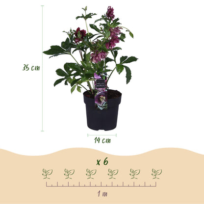 Dimensions Rose de Carême 'Double Ellen Red' en pot de 14 cm