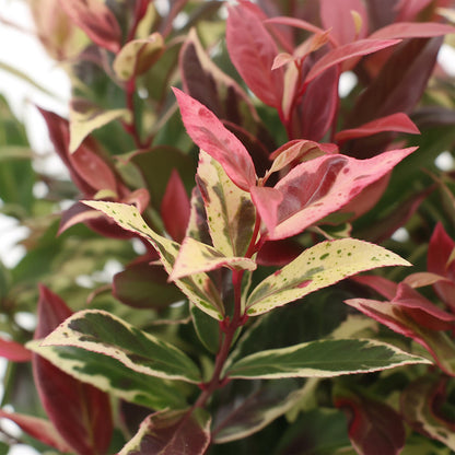 Leucothoe Colour Diamond : gros plan du feuillage panaché vert, crème et rose foncé de cette plante persistante.