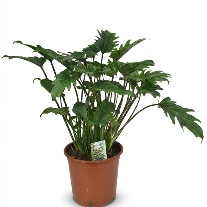 Philodendron Xanadu plante d'intérieur en pot de 19cm, feuillage découpé vert brillant, hauteur 60cm