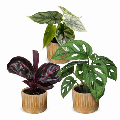 Bébés plantes tropicales en pot de 6 cm, 3 plantes, cache-pot miel