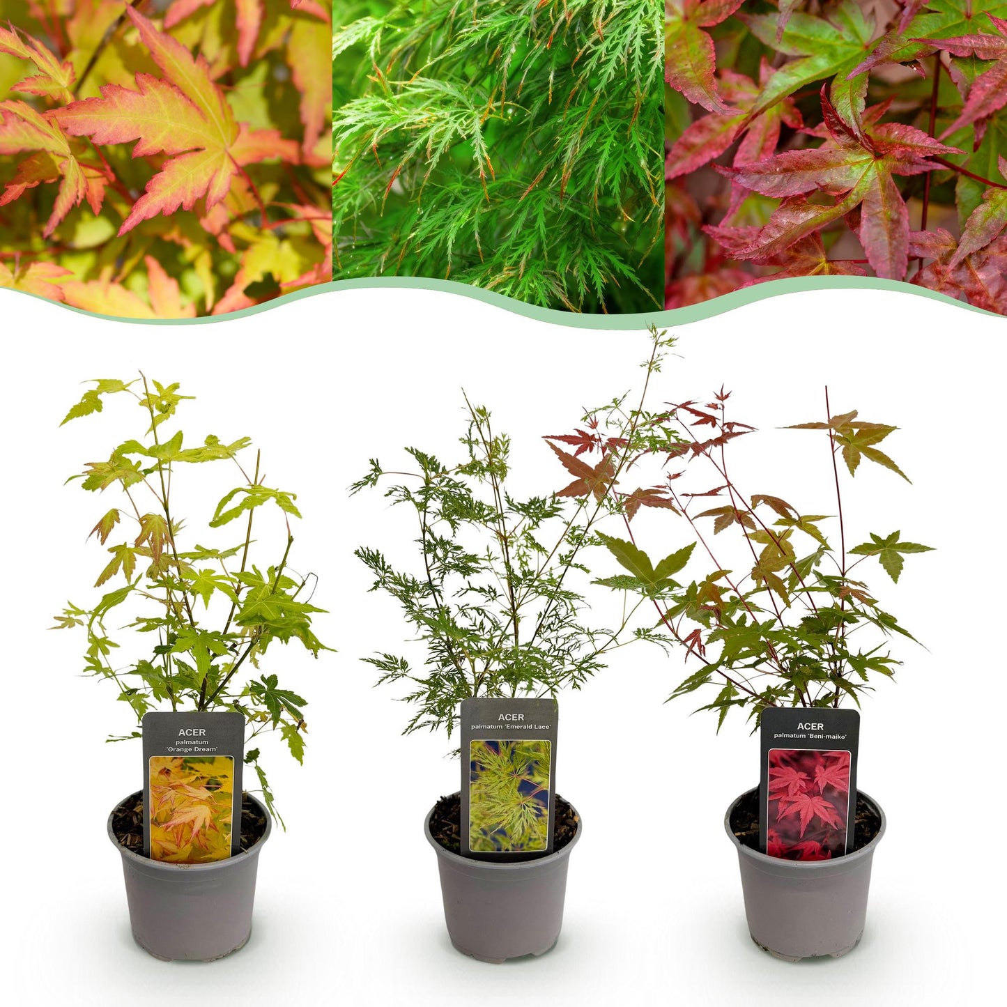 Acer palmatum Tricolour. Trois plants en pot sur fond blanc, avec des feuillages rouges, verts et oranges variés, montrant le lot de plantes