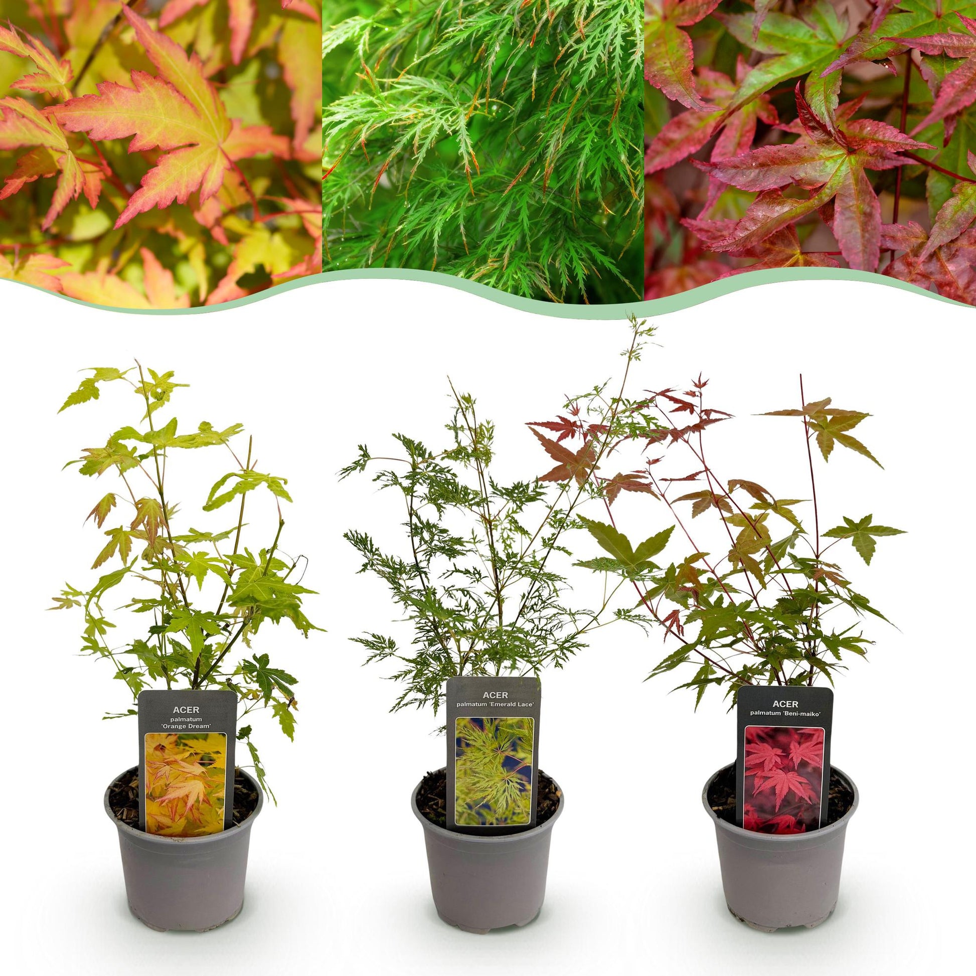 Acer palmatum Tricolour. Trois plants en pot sur fond blanc, avec des feuillages rouges, verts et oranges variés, montrant le lot de plantes