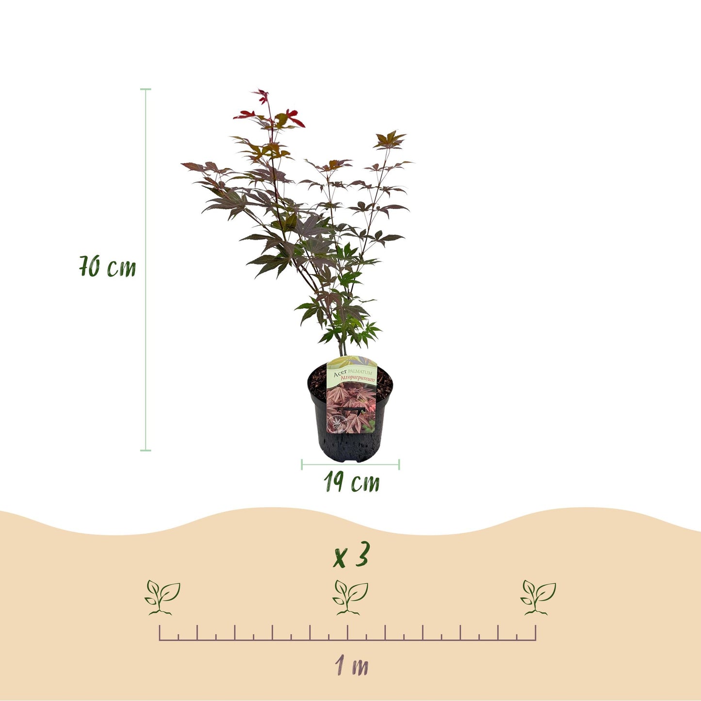 Érable du Japon 'Atropurpureum' en pot de 19cm et de 70cm de haut, avec un guide d'espacement de plantation de 1m pour 3 plants.