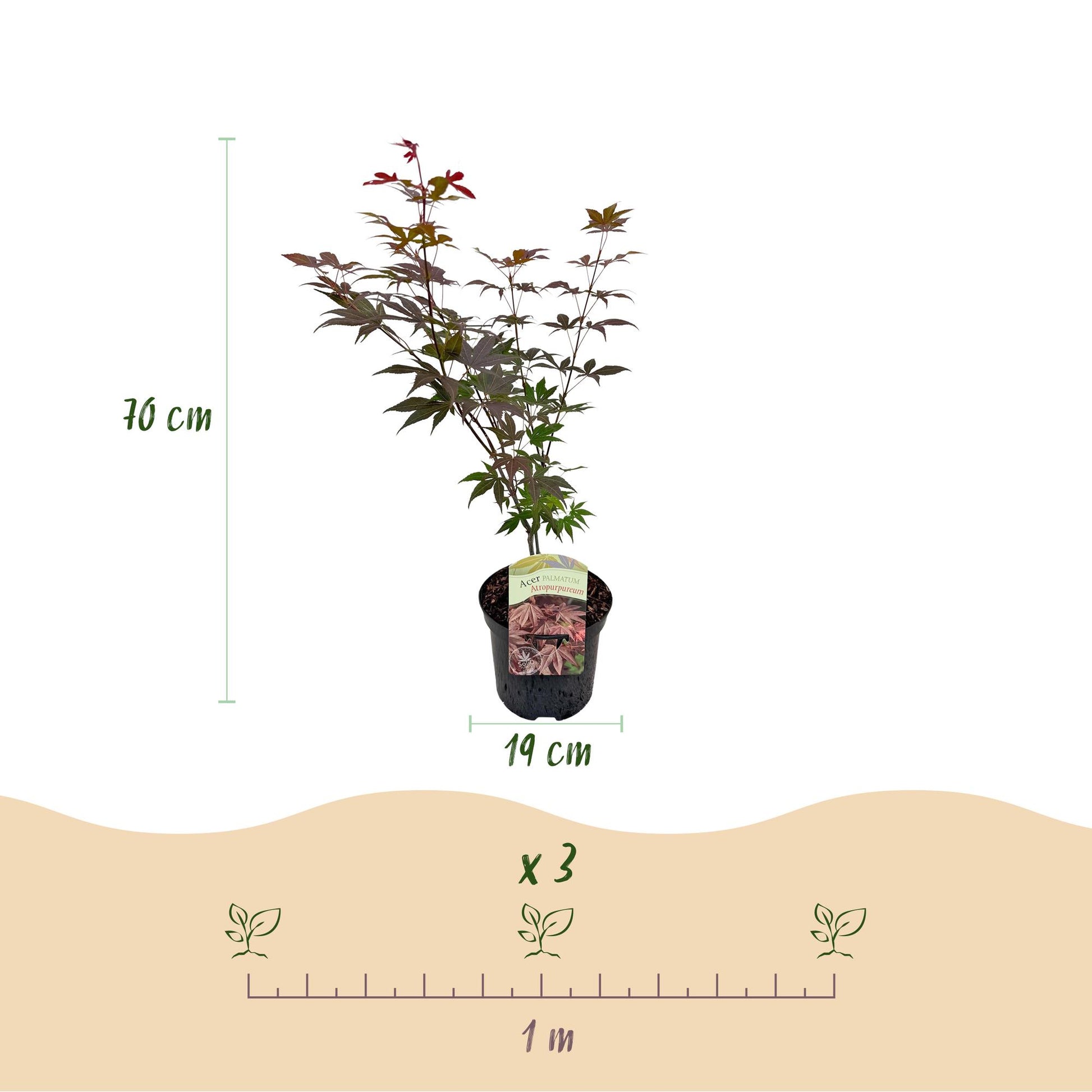 Érable du Japon 'Atropurpureum' en pot de 19cm et de 70cm de haut, avec un guide d'espacement de plantation de 1m pour 3 plants.