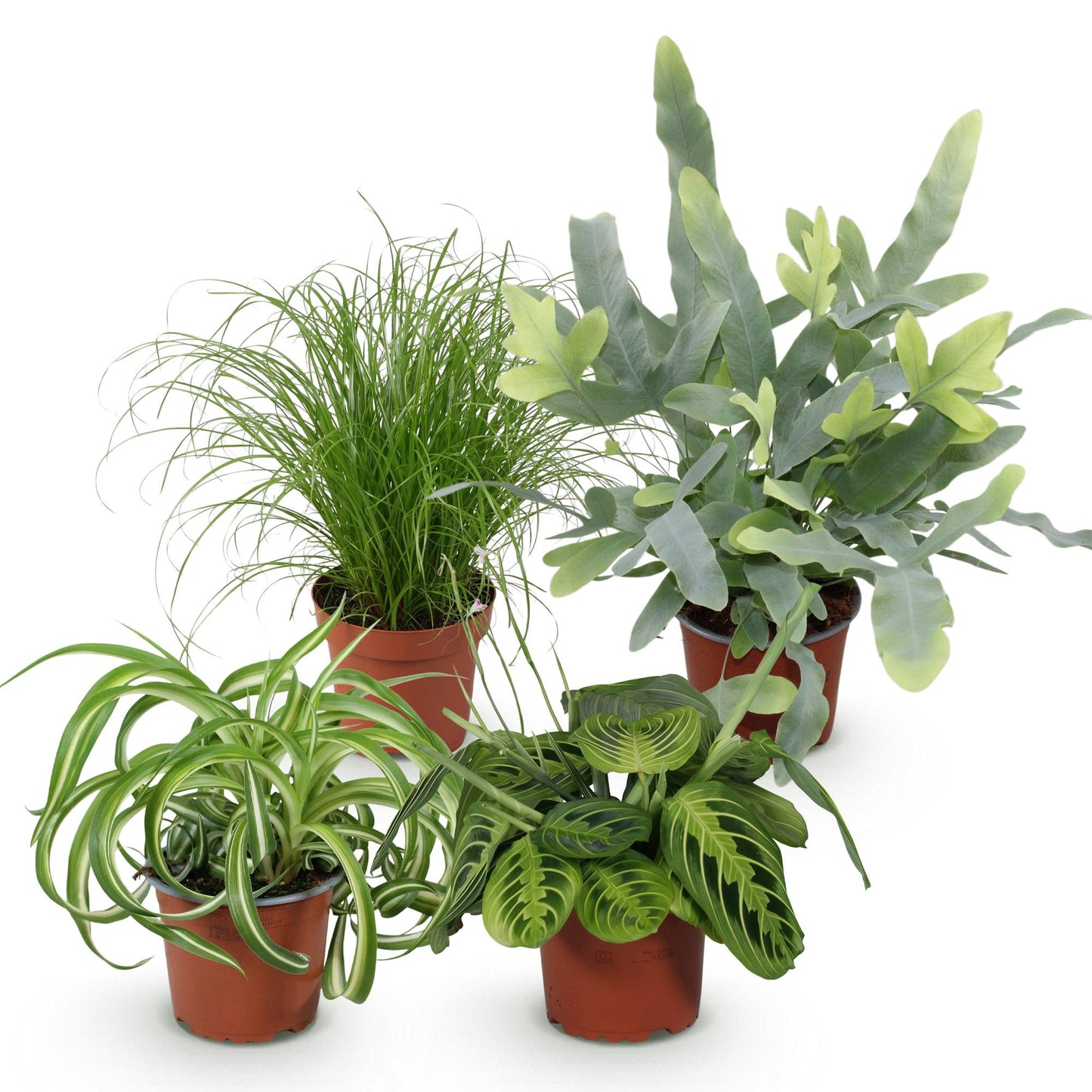 Plante d'intérieur - Chlorophytum - Cyperus - Phlebodium - Marantha - Mix de 4 - Plantes Amicales pour Animaux - Vert - 4 Plantes - Pot 12cm - Hauteur 25cm