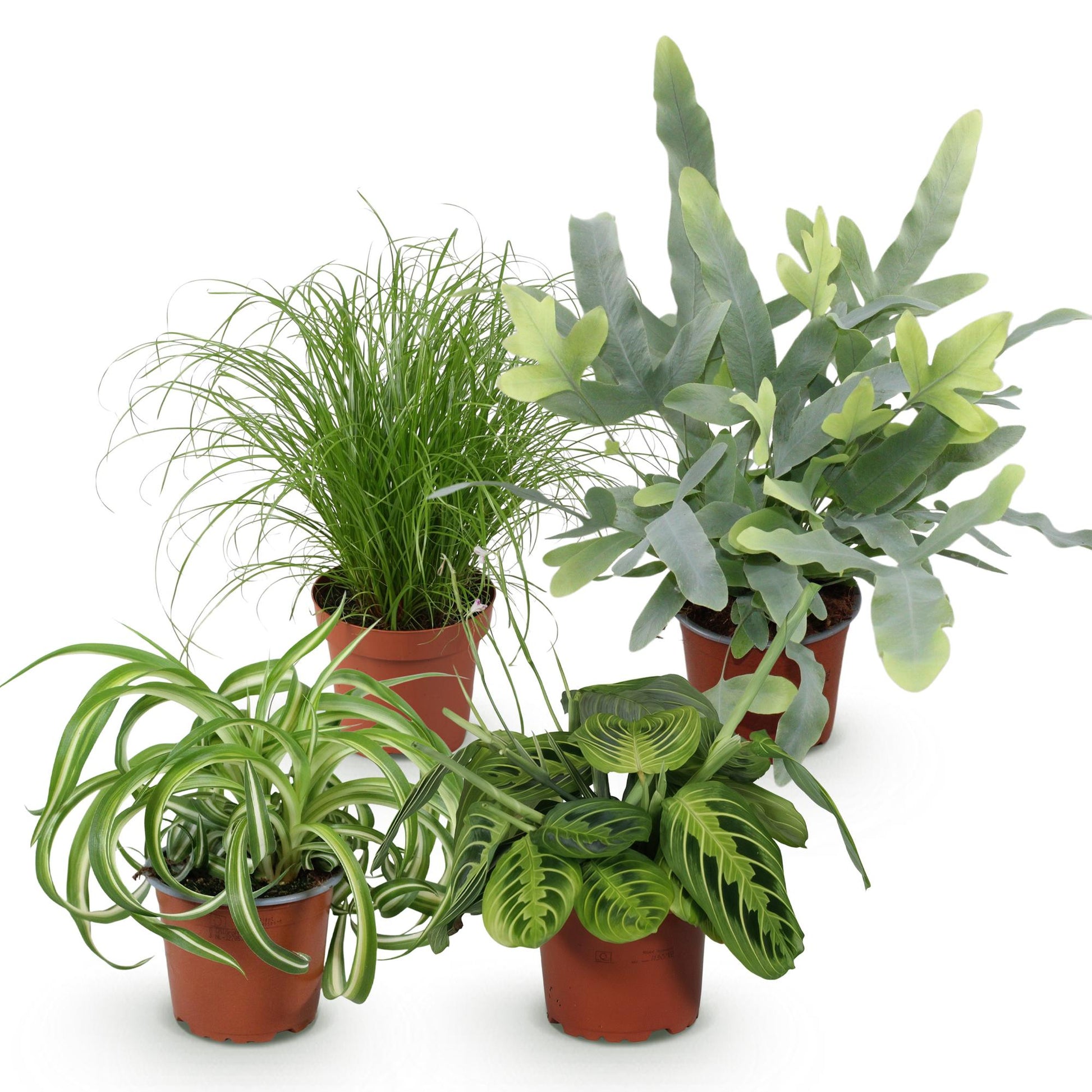 Quatre plantes Pet-friendly en pot de culture marron : un Chlorophytum, un Cyperus, un Phlebodium et un Maranta
