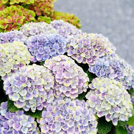 Hortensia Magical Jewel Blue avec des fleurs aux dégradés de bleu, violet et vert pâle, offrant un spectacle floral élégant et varié.