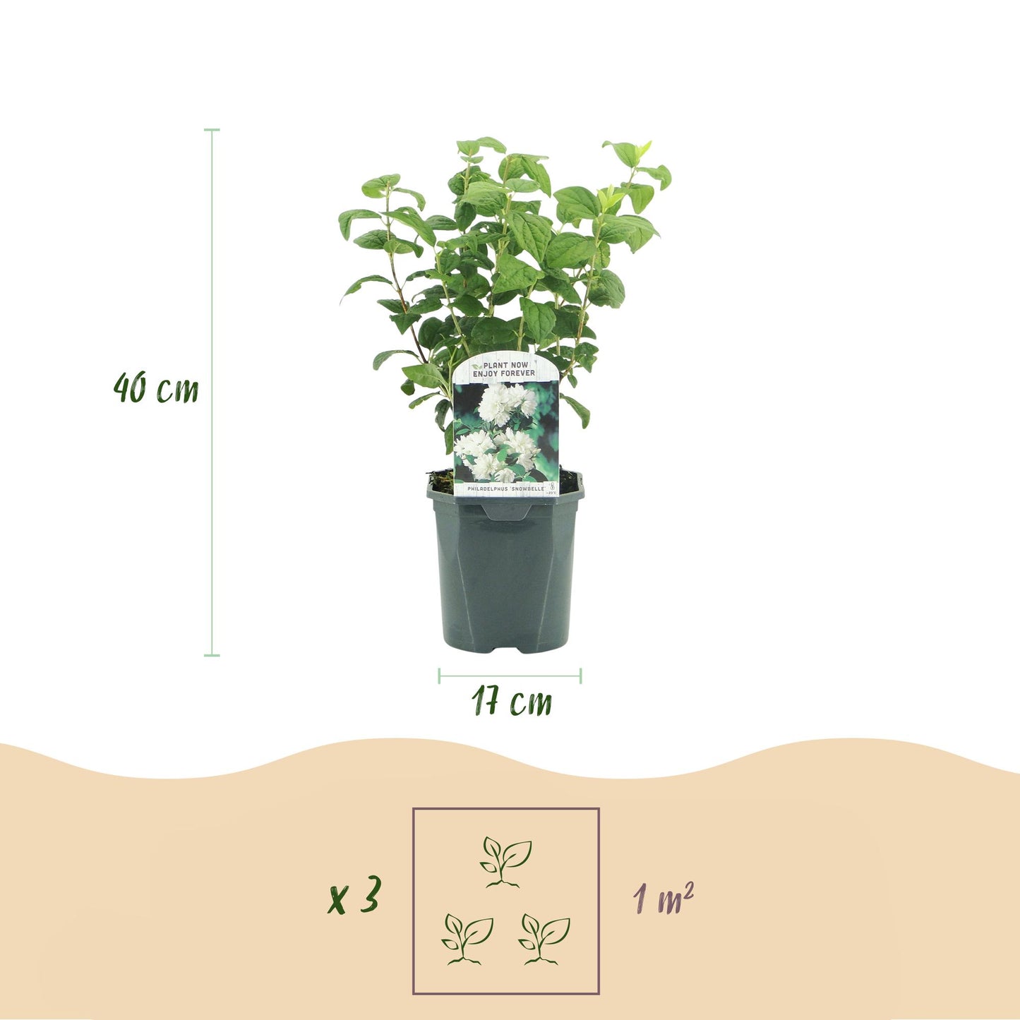 Jasmin des paysans 'Philadelphus Snowbelle'. Schéma des dimensions du pot (17 cm) et de la hauteur du plant (40 cm), avec icônes de plantati