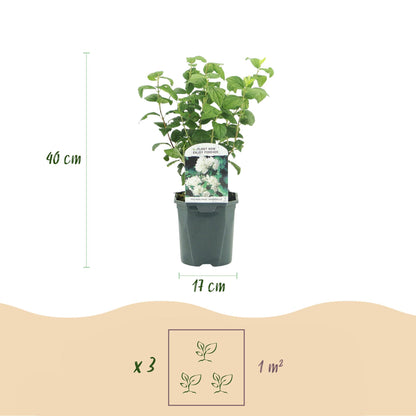 Jasmin des paysans 'Philadelphus Snowbelle'. Schéma des dimensions du pot (17 cm) et de la hauteur du plant (40 cm), avec icônes de plantati
