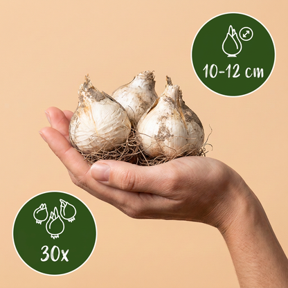 Bulbes d'Ail d'ornement en mélange pourpre et blanc tenus dans une main, calibre 10/12, lot de 30 bulbes
