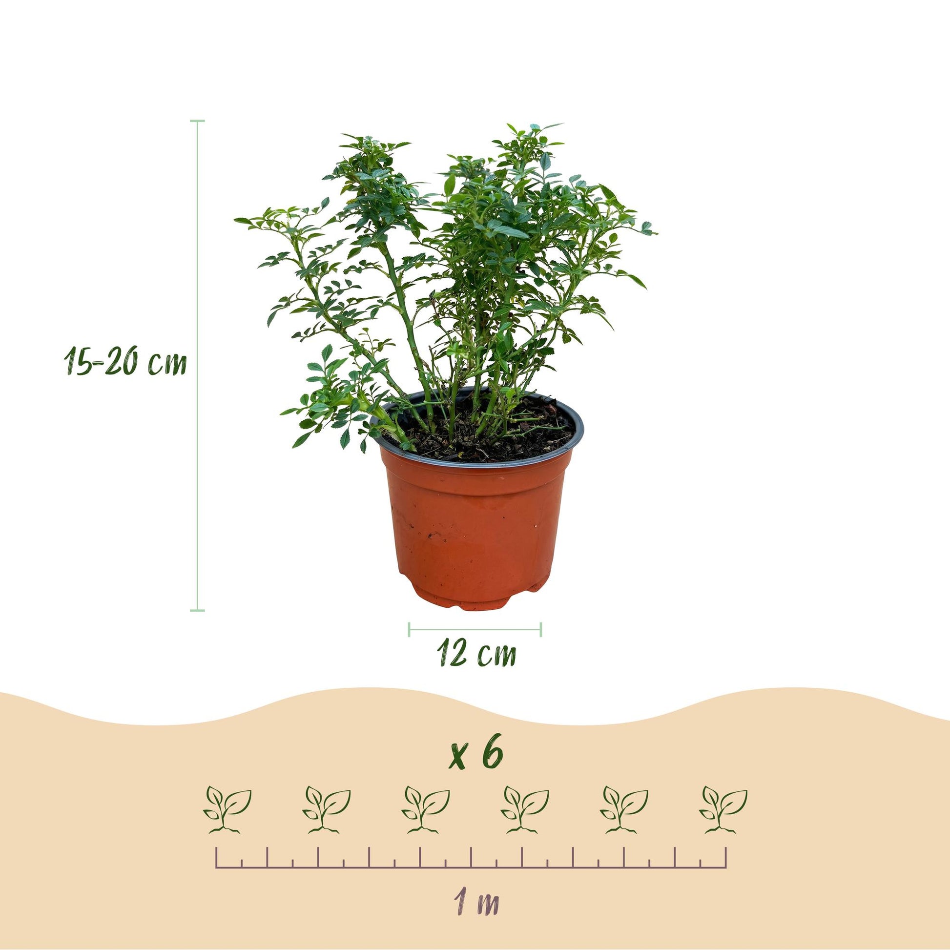 Rosier de jardin Rosa Cutie Pie : infographie montrant un plant en pot, avec ses dimensions (15-20 cm de haut, pot de 12 cm) et l'espacement