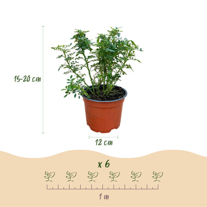 Rosier de jardin Rosa Cutie Pie : infographie montrant un plant en pot, avec ses dimensions (15-20 cm de haut, pot de 12 cm) et l'espacement