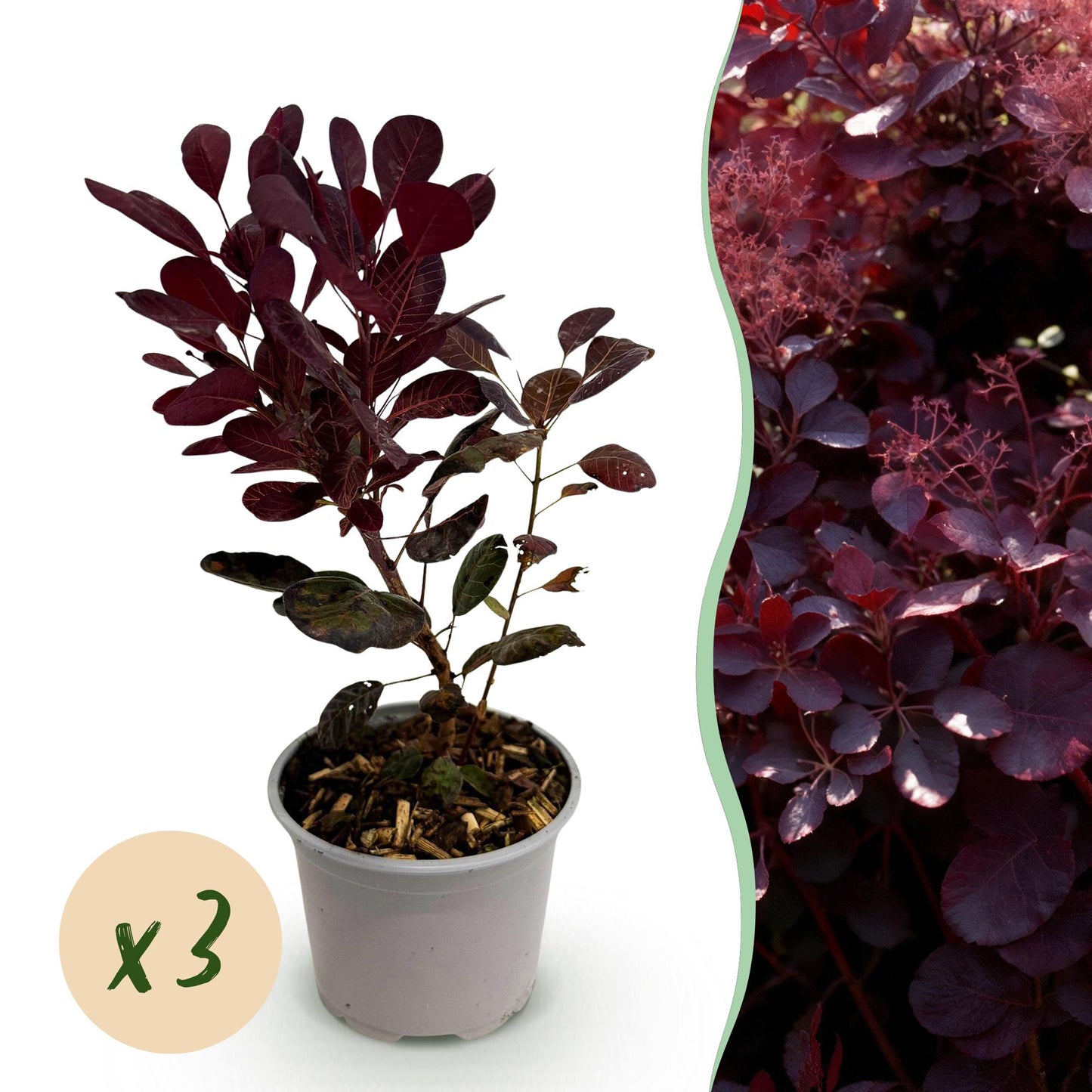 Cotinus coggyria Lilla : un jeune plant en pot à feuillage violet sur fond blanc, avec un aperçu de haie violette et une pastille 'x3'.