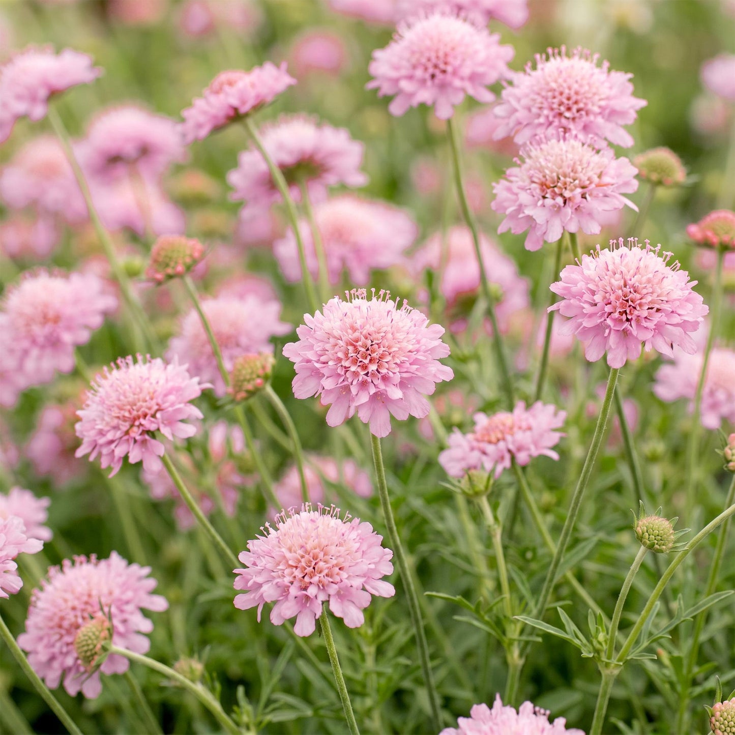 Scabiosa col. Pink Mist, des fleurs de pigeon roses et délicates attirent les abeilles et les papillons dans un jardin luxuriant et naturel.