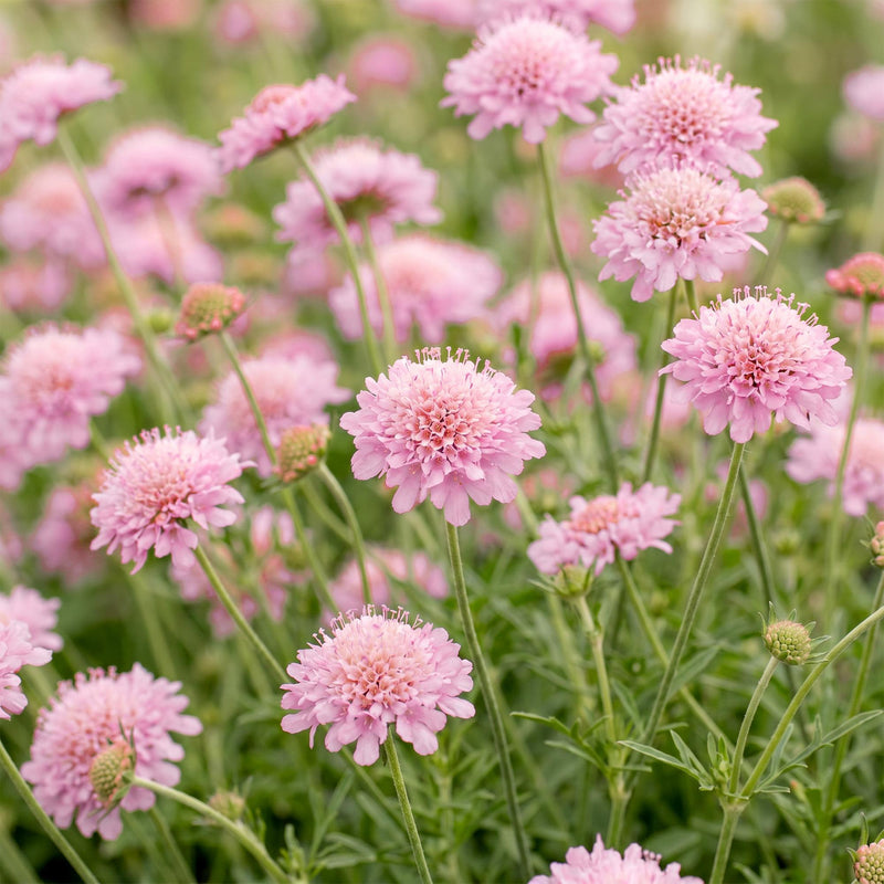 Scabieuse 'Pink Mist' (Scabiosa columbaria) - vivace mellifère - Pot 11 cm - Hauteur 25 cm