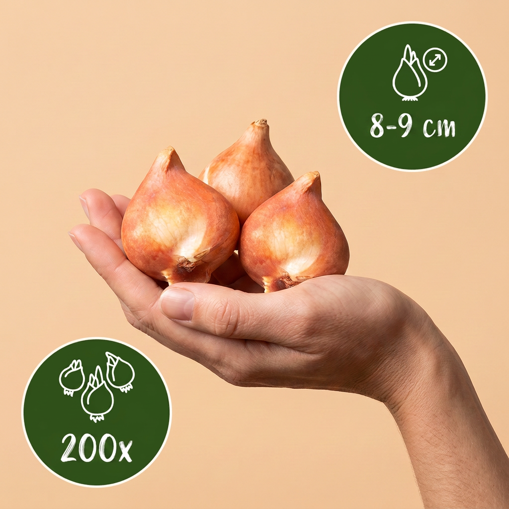 Bulbes de Tulipe Praestans en mélange tenus dans une main, calibre 8-9 cm, lot de 200 bulbes.