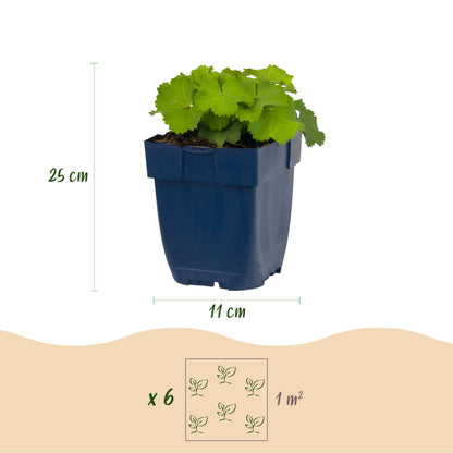 Alchemilla mollis : infographie présentant un plant en pot avec sa hauteur (25 cm) et le diamètre du pot (11 cm), ainsi qu'un schéma d'espac