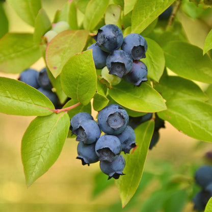 Vaccinium corymbosum Patriot. Gros plan sur des grappes de myrtilles bleues entourées de feuilles vertes claires, mûres et prêtes à être cue