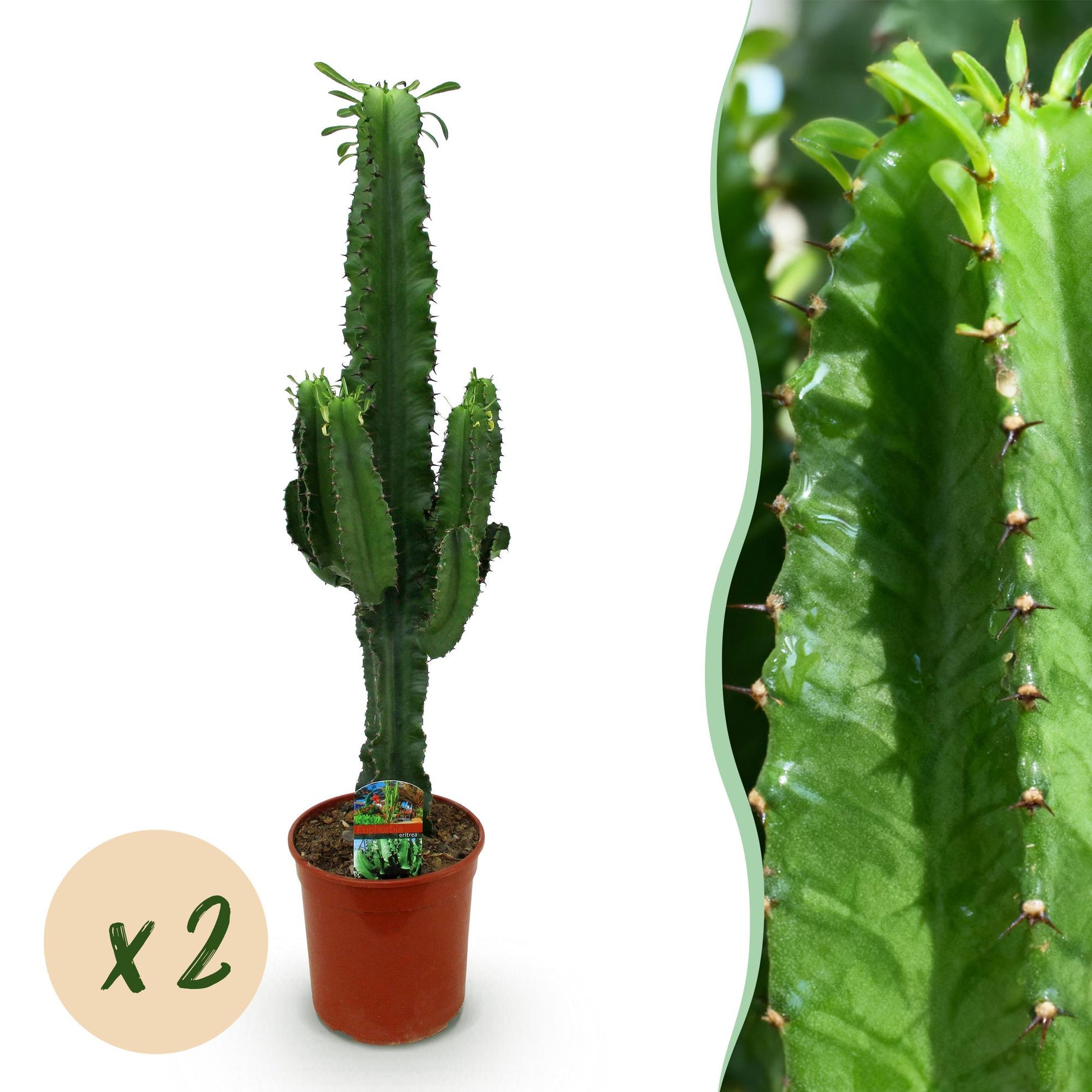 Euphorbia eritrea - Arbre à lait africain - Pot de 19cm - Hauteur 70cm - plantandstories
