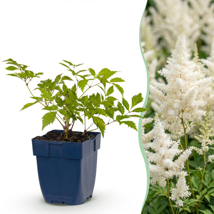Astilbe Deutschland en pot de 11cm, hauteur 15-25cm, avec une photo de ses fleurs blanches paniculées en arrière-plan. Idéale pour l'ombre.