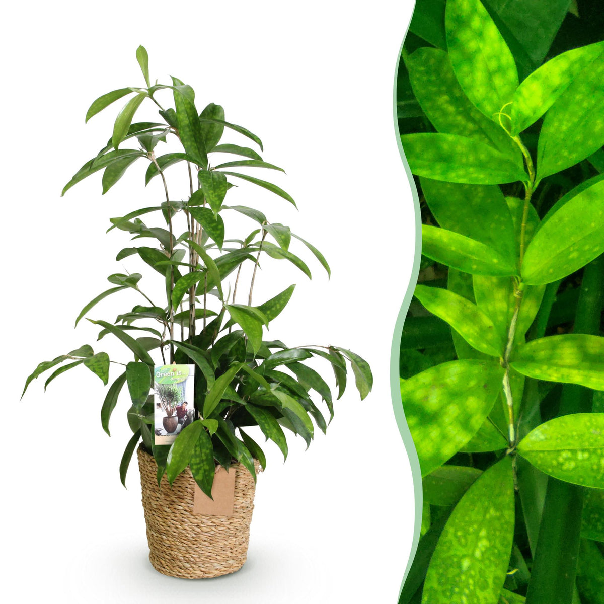 Dracaena surculosa en pot de 17 cm, 1 plantes, cache-pot panier tressé