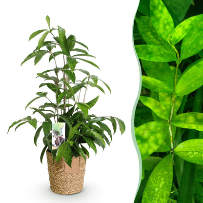 Dracaena surculosa en pot de 17 cm, 1 plantes, cache-pot panier tressé