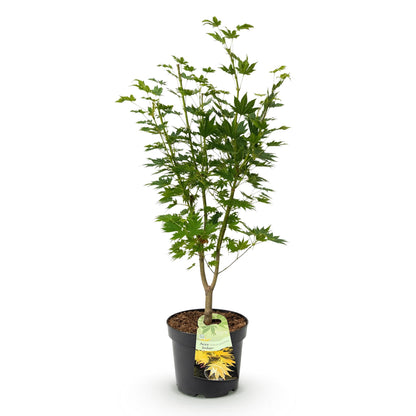Acer palmatum Jordan, érable japonais au feuillage caduc vert vif, présenté en pot noir sur fond blanc, prêt à être planté.