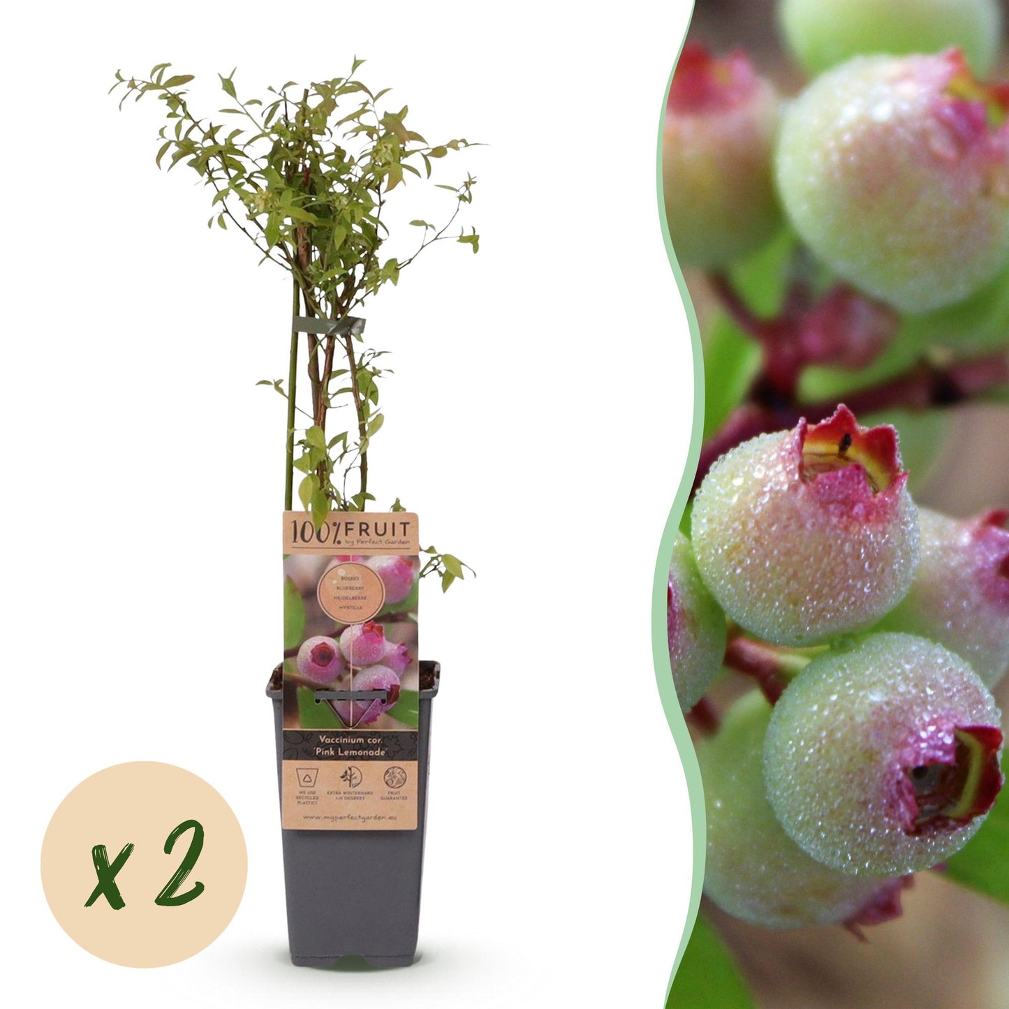 Vaccinium cor. Pink Lemonade : Deux plants de myrtille rose en pot avec une pastille 'x2', et un gros plan de baies roses et vertes.