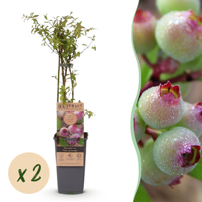 Vaccinium cor. Pink Lemonade : Deux plants de myrtille rose en pot avec une pastille 'x2', et un gros plan de baies roses et vertes.